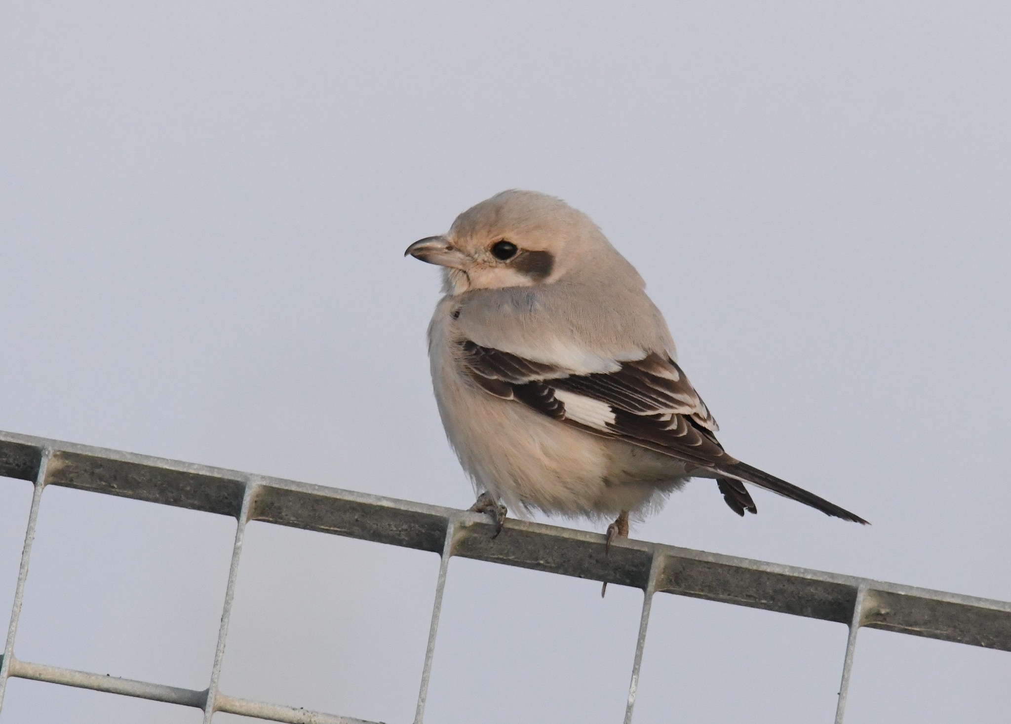 Averla maggiore beccopallido. Credit: Gabriella Motta