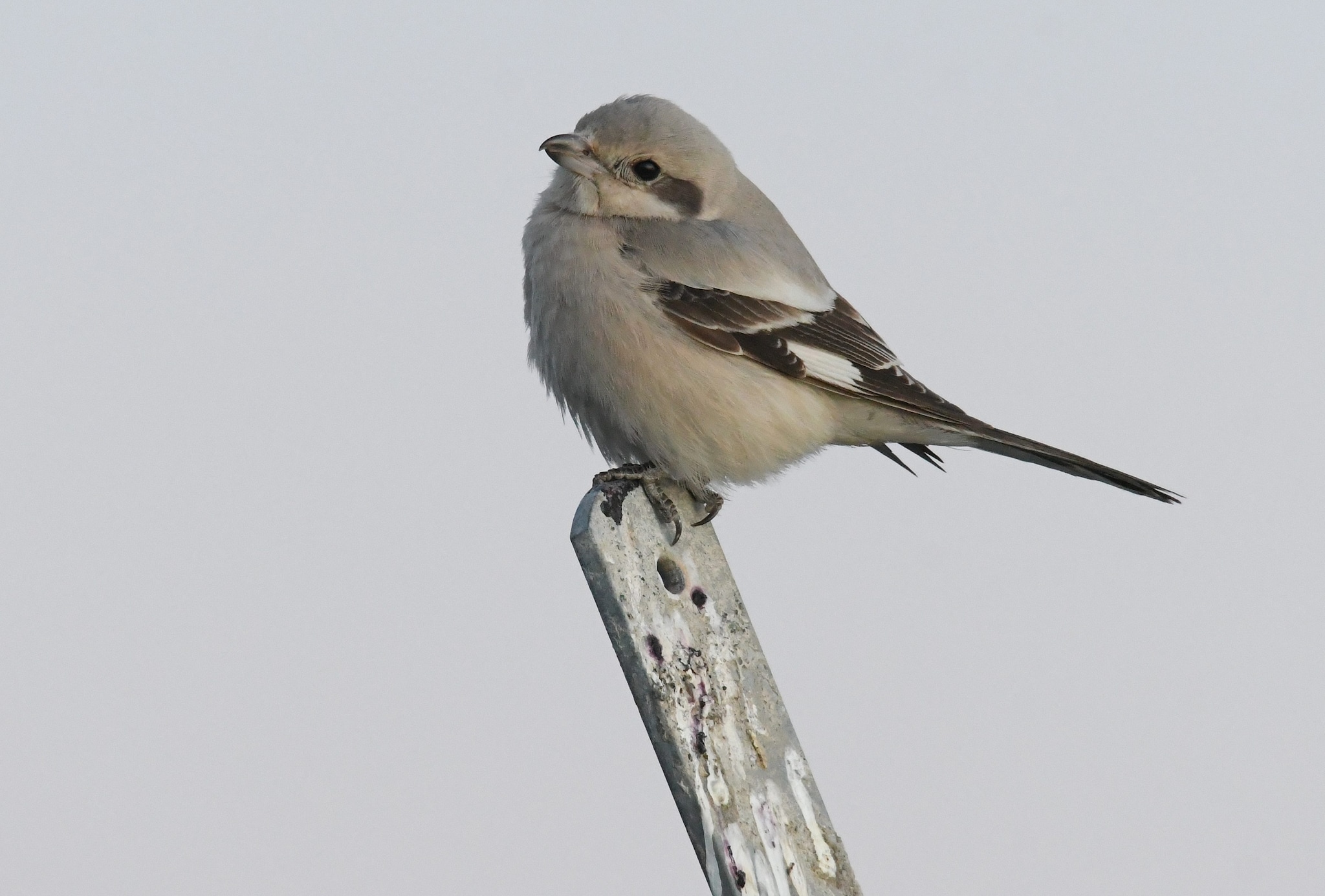 Averla maggiore beccopallido. Credit: Gabriella Motta