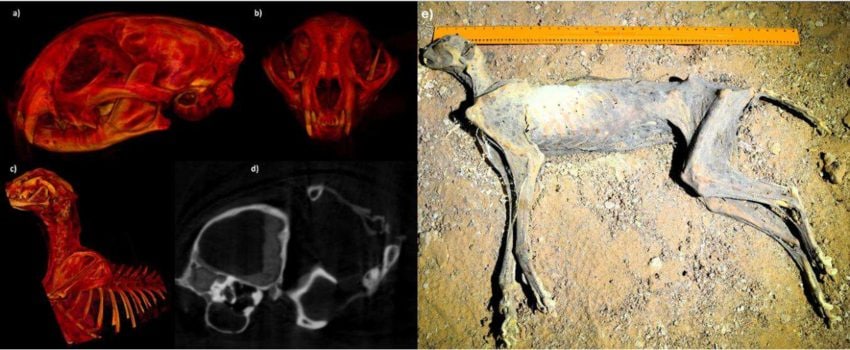 A e B: Immagini radiografiche (ricostruzioni virtuali 3D) del cranio; C: Tessuti molli del cranio. D: Torace. E: Uno dei sette ghepardi mummificati nel sito di ritrovamento all’interno della grotta / Credit: Ahmed Al Boug et al., Comm. Earth Environ. 2026