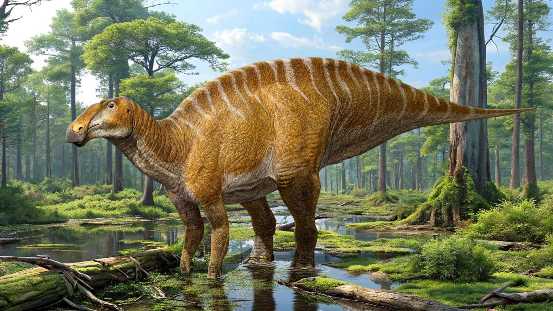 Scoperta nuova specie di dinosauro dal becco d'anatra: perché li chiamano le “mucche del Cretaceo”