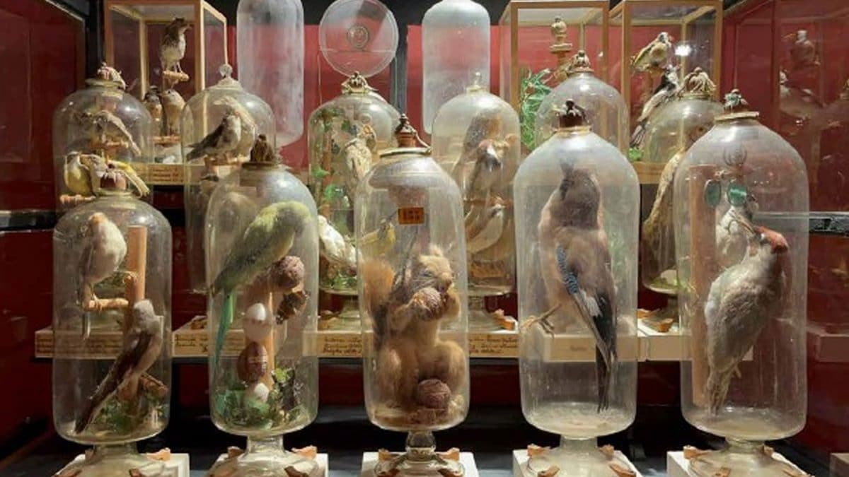 Le campane di vetro di padre Jean Baptiste Fourcault, realizzate nel Settecento per conservare animali e oggi al Museo di Storiografia Naturalistica dell’Università di Parma. Per secoli il metodo di inserimento degli animali è rimasto un mistero / Credit: Università di Parma