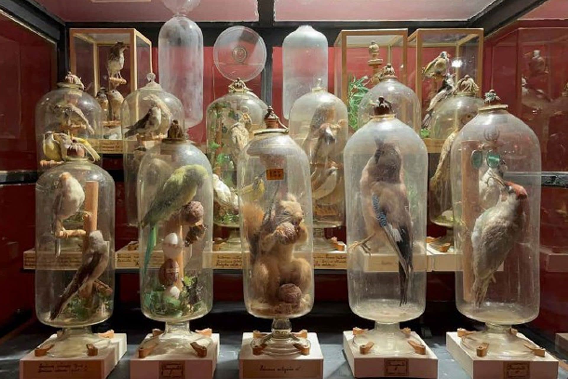 Animali “impossibili” chiusi in bottiglia: la scienza risolve il mistero delle campane di padre Fourcault