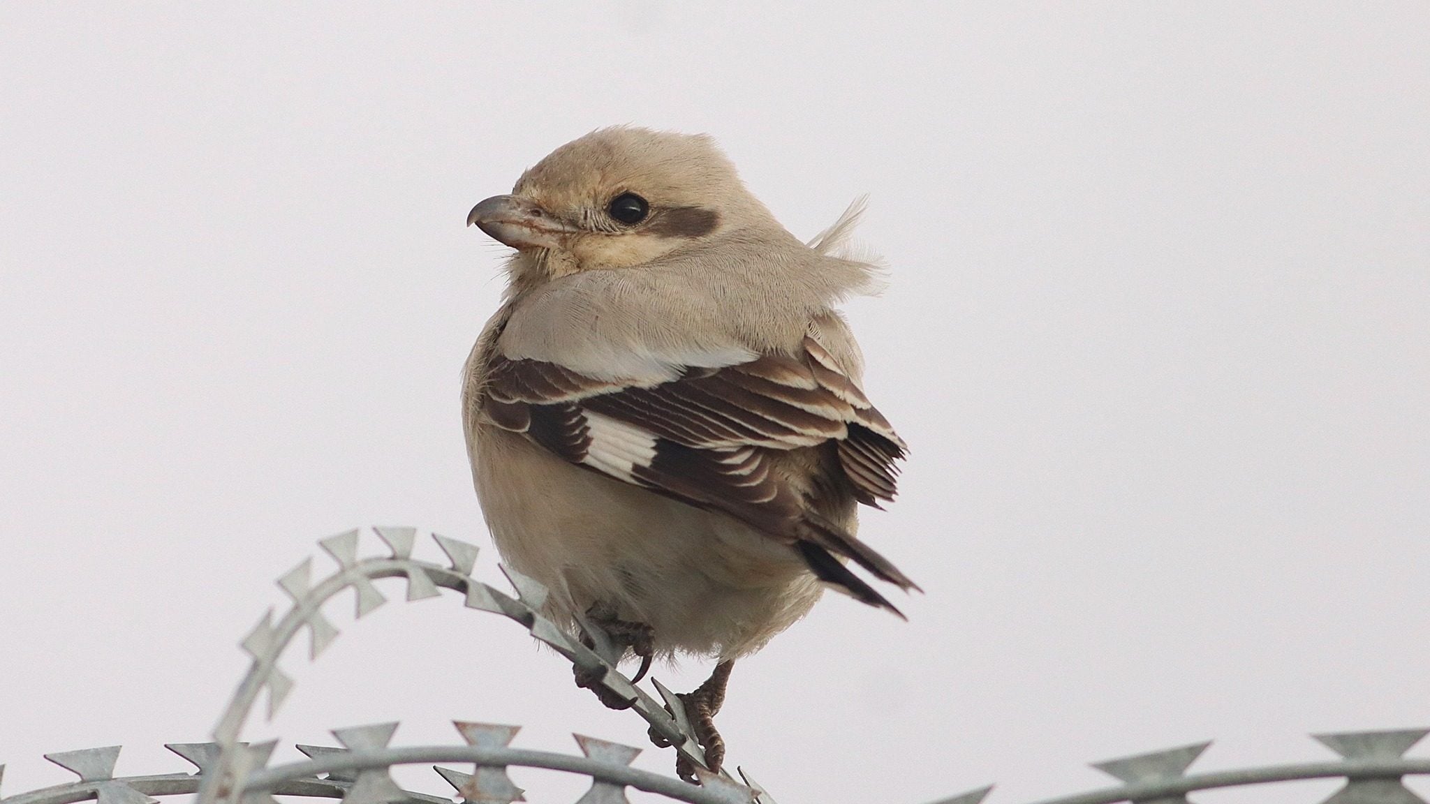 Uccello rarissimo avvistato in Liguria: le foto dell'averla venuta dall'Oriente