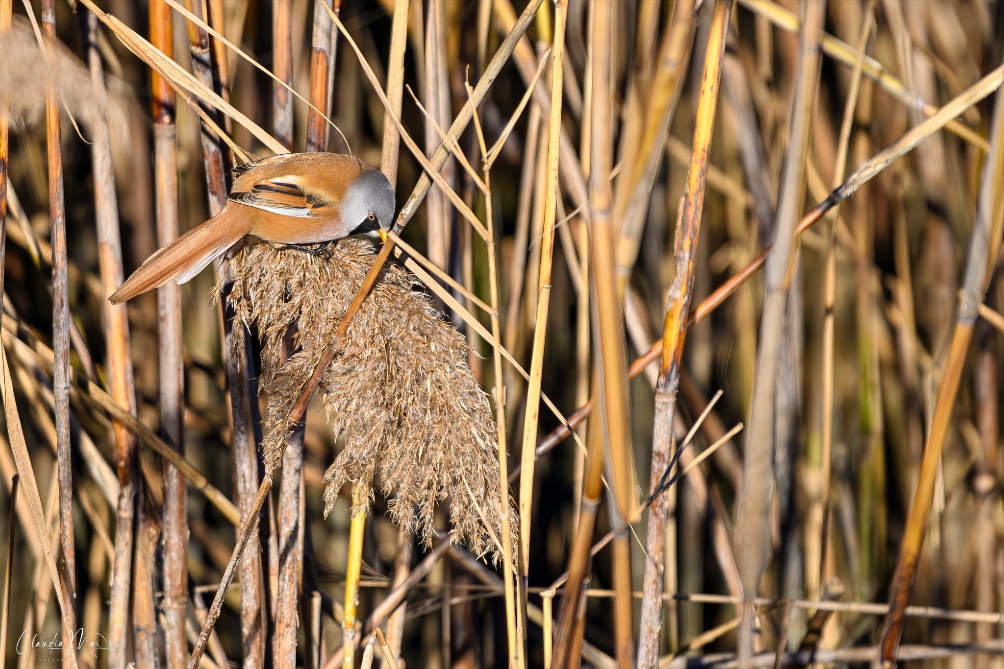Basettino. Credit: Claudia Mai
