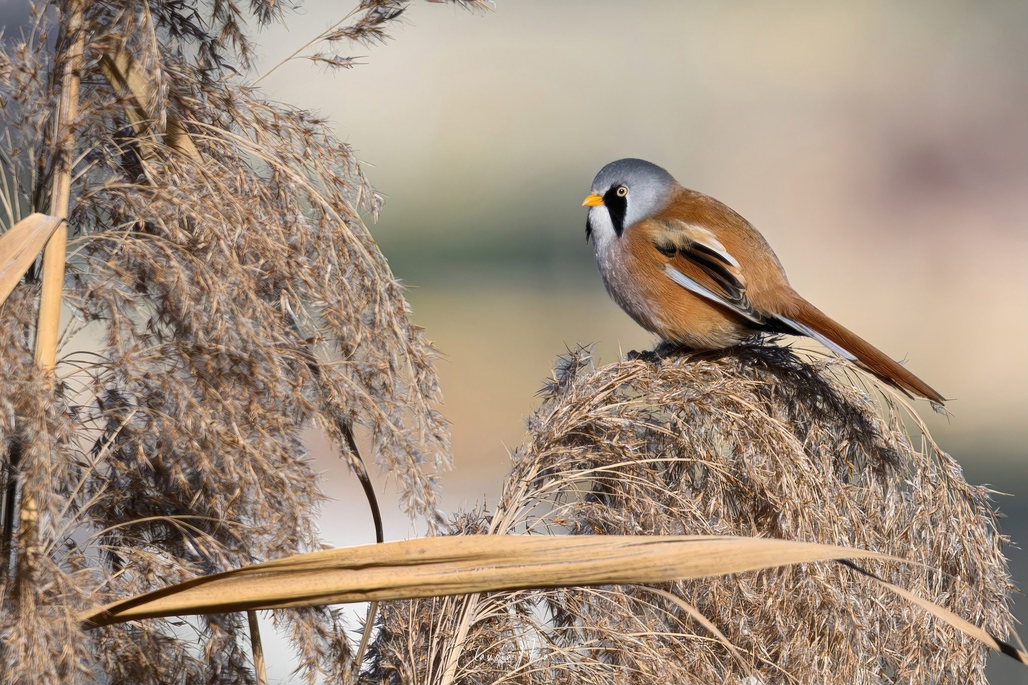 Basettino. Credit: Claudia Mai