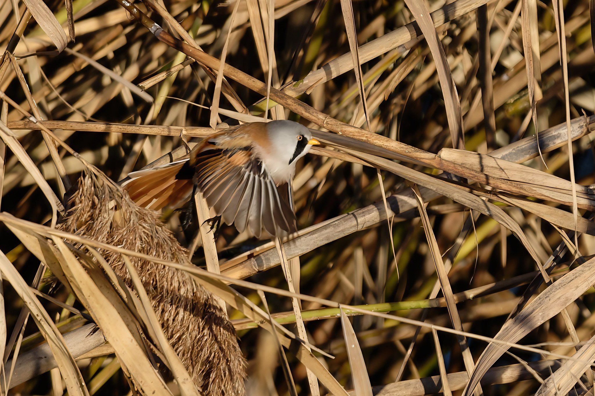 Basettino. Credit: Claudia Mai