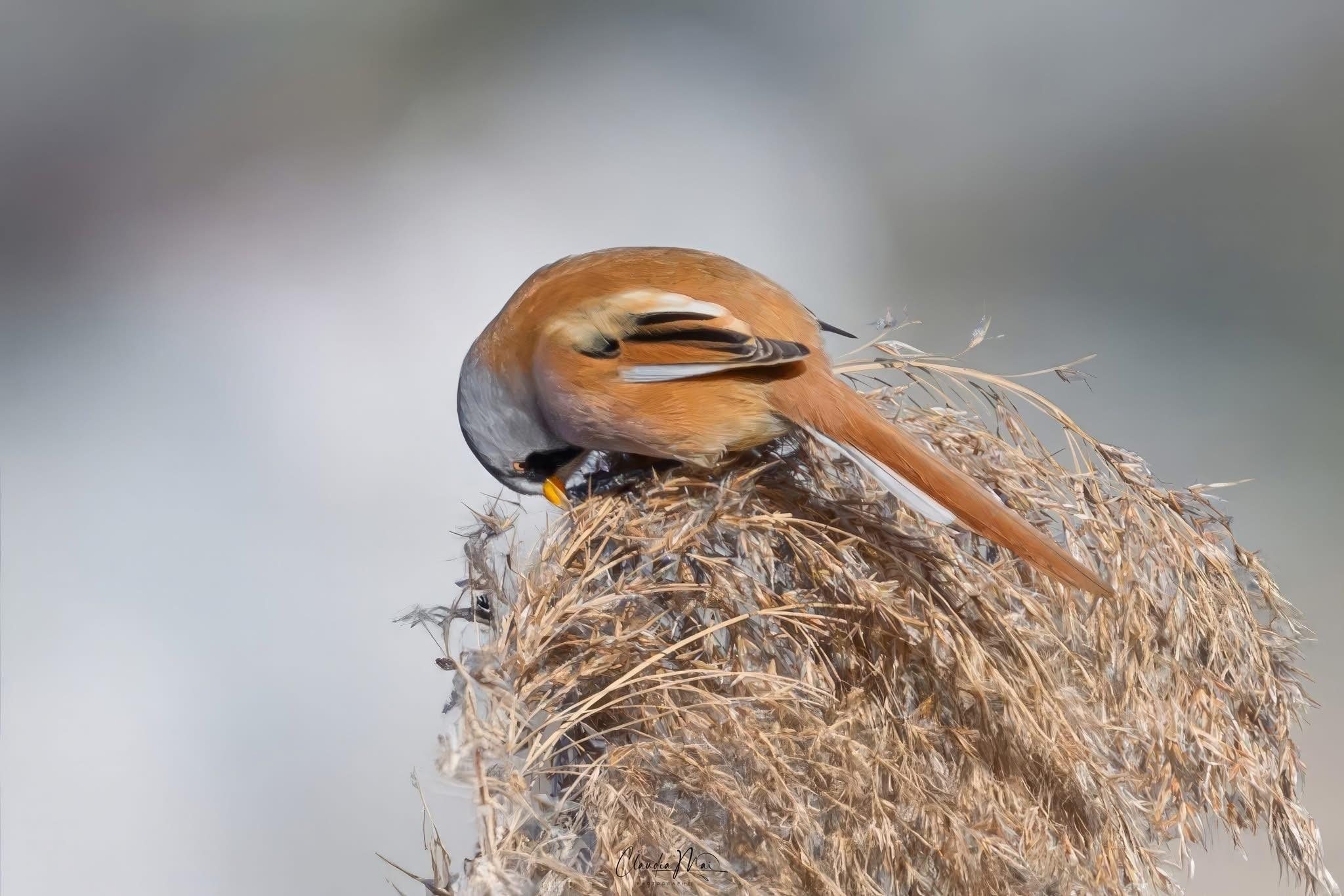 Basettino. Credit: Claudia Mai