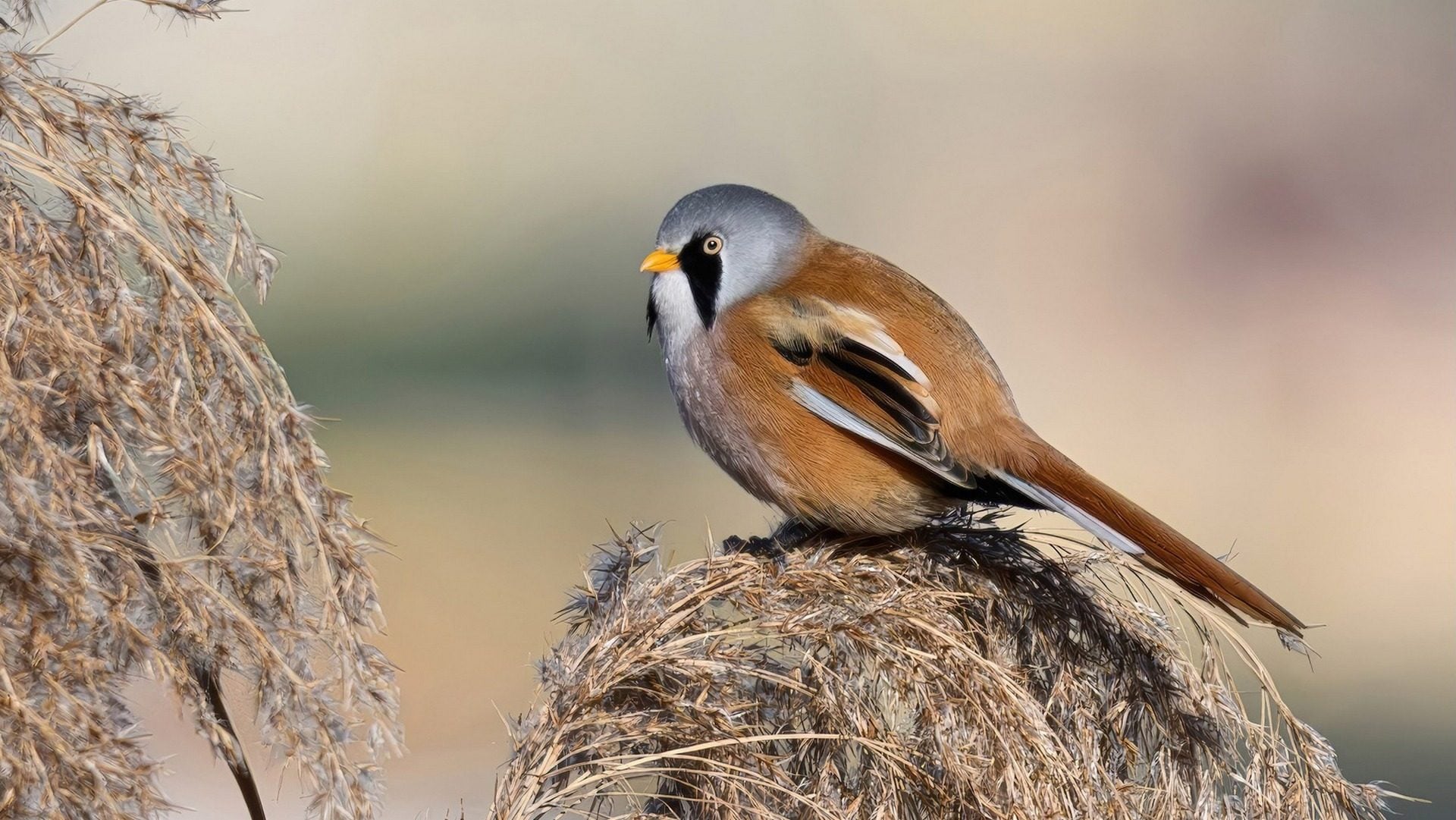 Le foto del basettino, il raro e bellissimo uccello con le 'basette'. La fotografa: “Esaudito un desiderio”