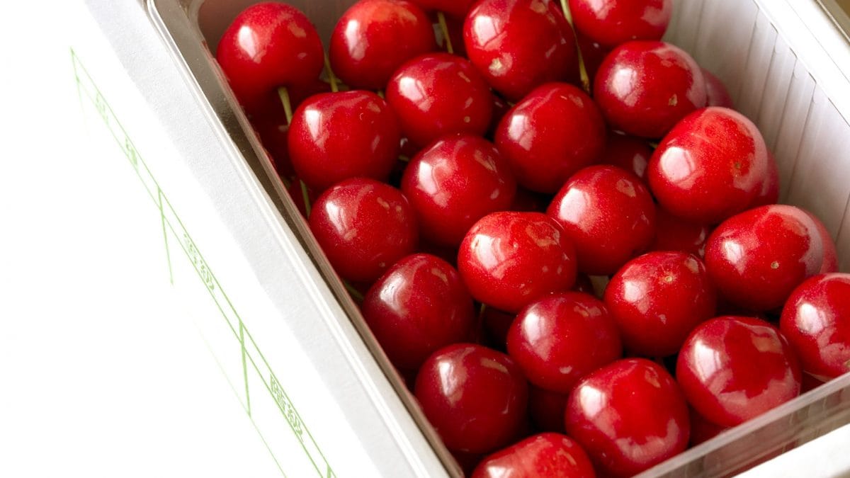 Ciliegie Sato Nishiki, coltivate nella prefettura di Yamagata, selezionate per le aste inaugurali in Giappone / Photo: iStock