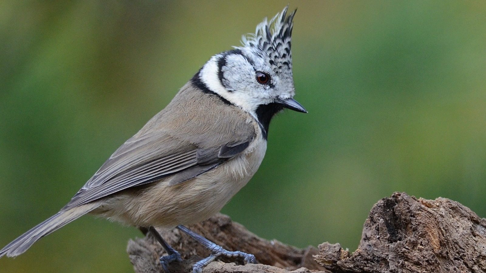 Le foto della cincia dal ciuffo, la più elegante cincia d'Italia: in quali regioni si può vedere