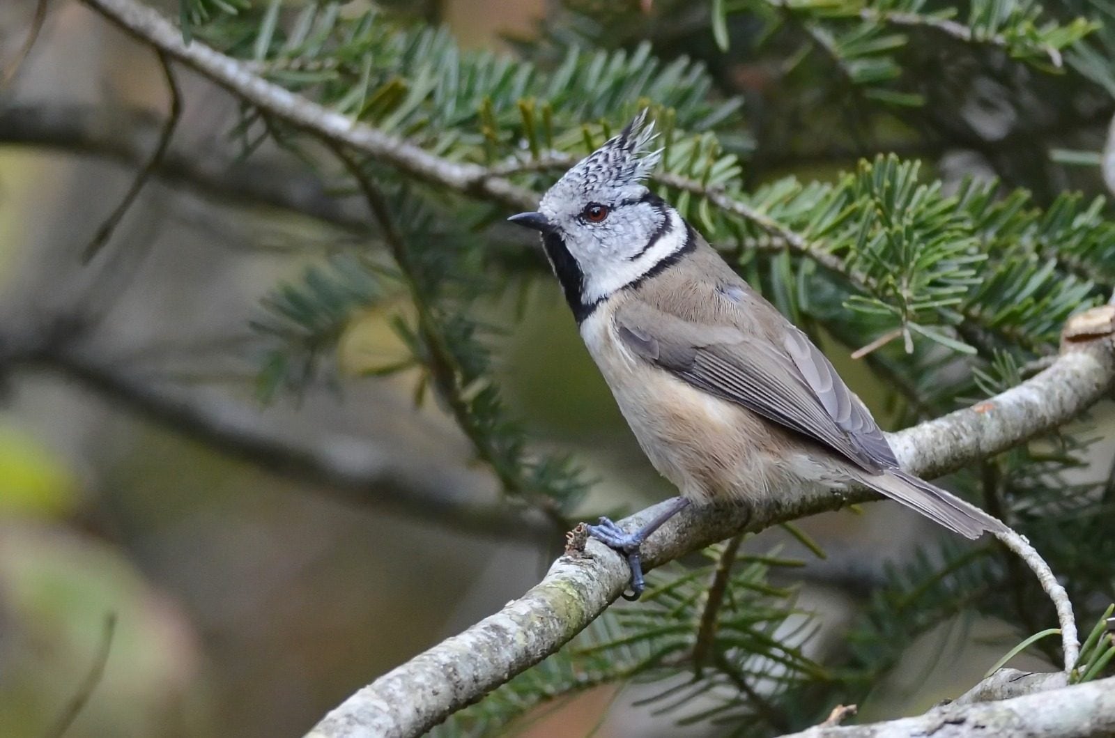 Cincia dal ciuffo. Credit: Gabriella Motta