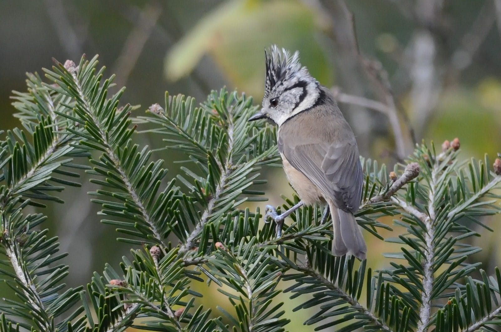 Cincia dal ciuffo. Credit: Gabriella Motta