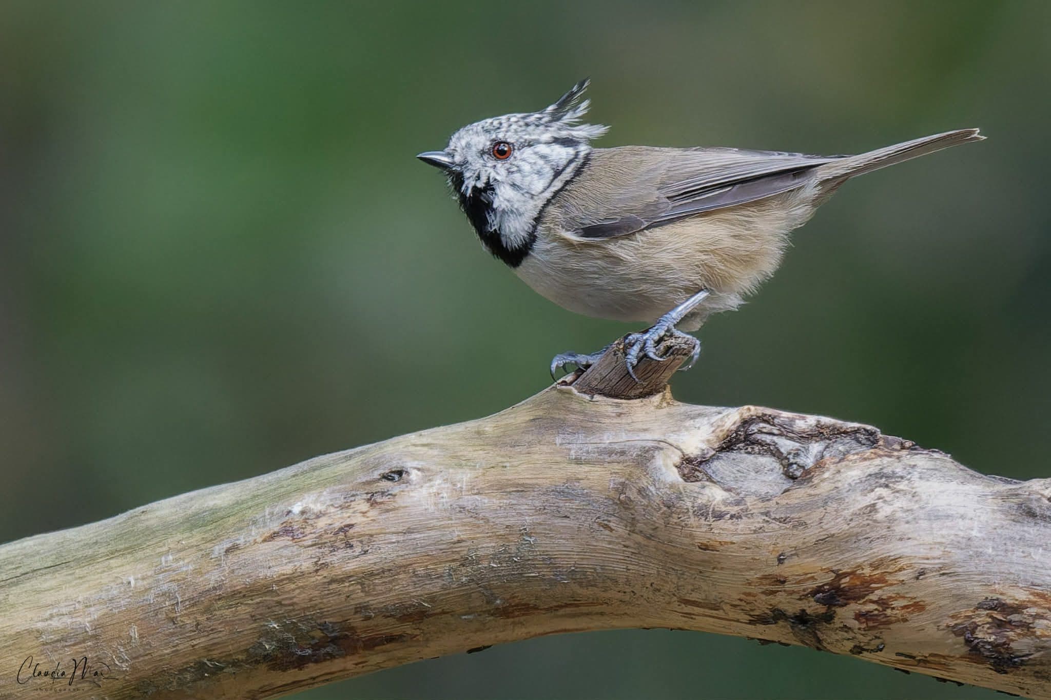 Cincia dal ciuffo. Credit: Claudia Mai