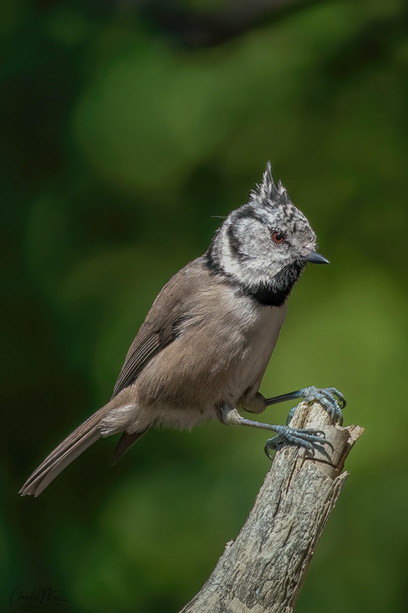 Cincia dal ciuffo. Credit: Claudia Mai