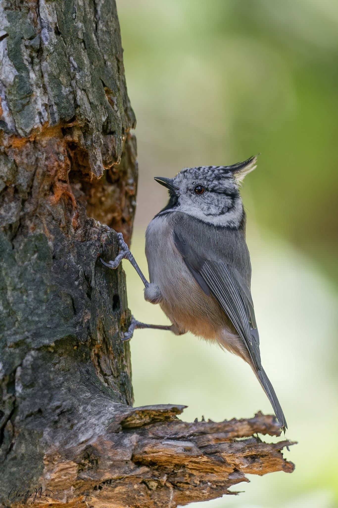 Cincia dal ciuffo. Credit: Claudia Mai