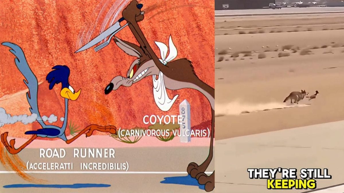 A sinistra Beep Beep e Will il Coyote in uno screenshot del cortometraggio Forza Andiamo! Credit: Wikipedia. A destra il video virale dell’inseguimento sui social. Credit: TikTok