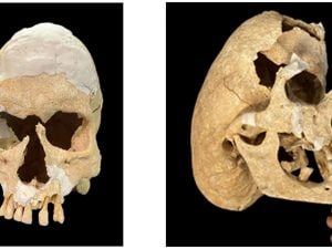 craniocavaliere-300x225.jpg