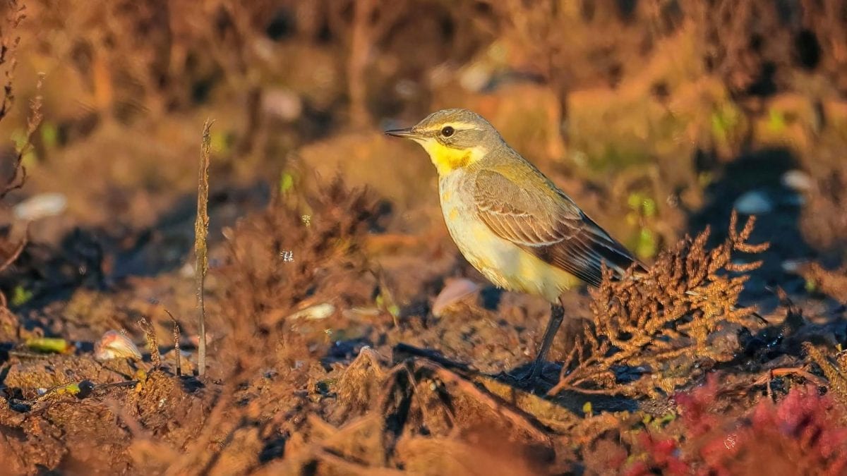 La cutrettola di Bering. Credit: Simone Proietti