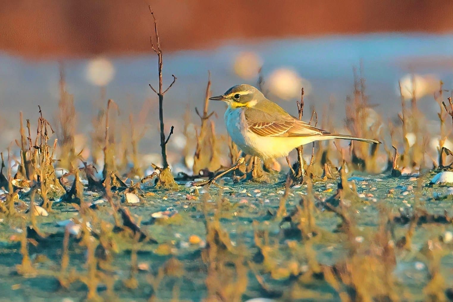 Cutrettola di Bering. Credit: Simone Proietti