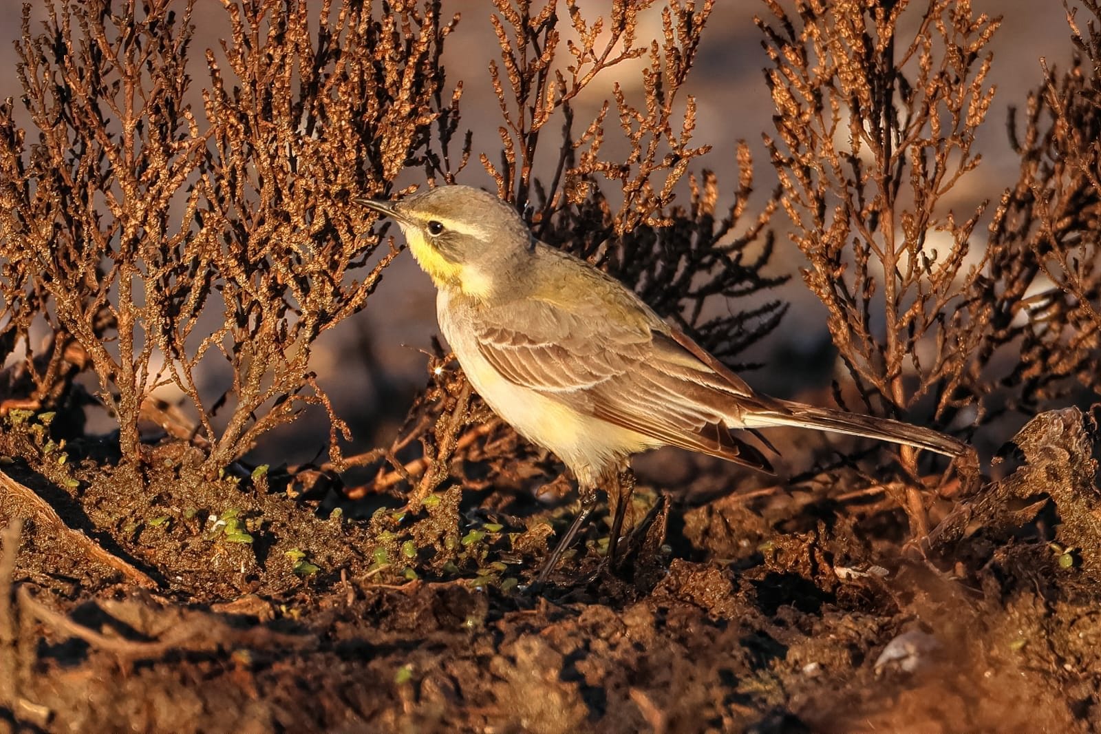 Cutrettola di Bering. Credit: Simone Proietti