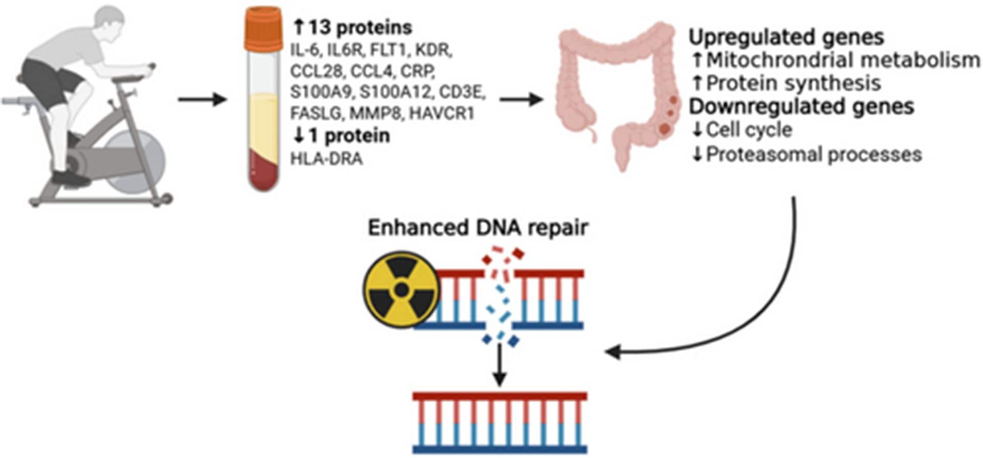 principali effetti molecolari osservati nello studio, dall’aumento di proteine circolanti alla modulazione dei geni coinvolti nel metabolismo, nel ciclo cellulare e nella riparazione del DNA / Credit: Orange ST et al., International Journal of Cancer 2025.