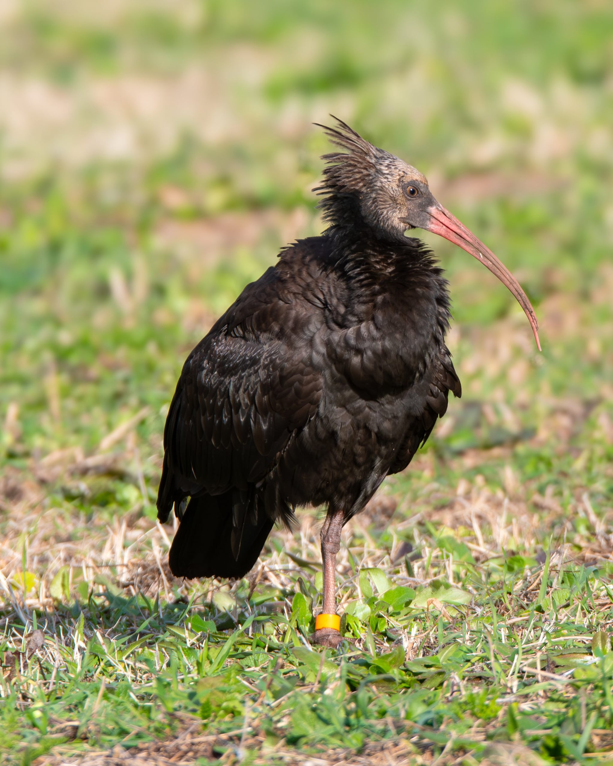 L’ibis eremita Eros. Credit: Andrea Centini
