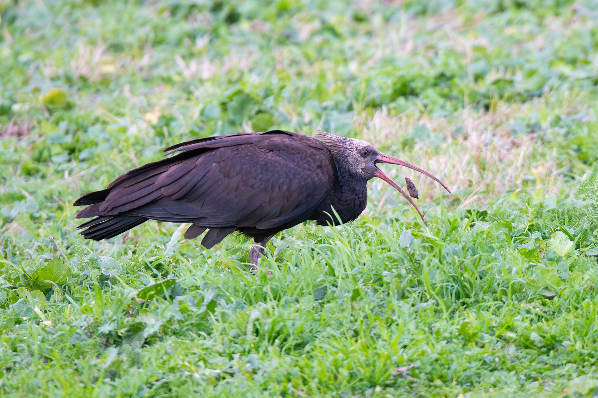 L’ibis eremita Eros cattura una grossa larva di coleottero. Credit: Andrea Centini