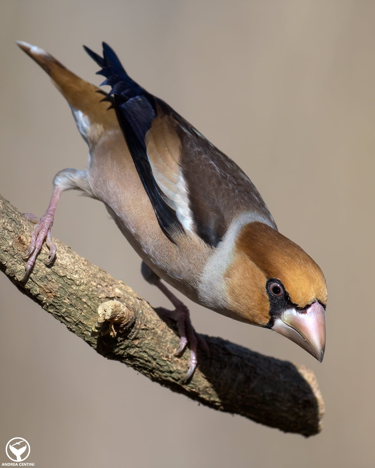 Frosone. Credit: Andrea Centini