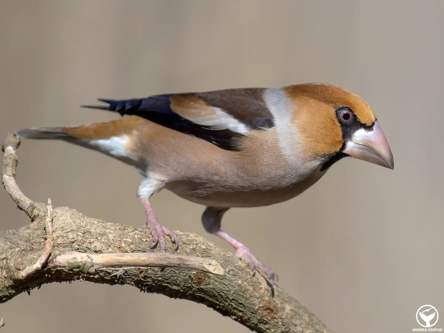 Frosone. Credit: Andrea Centini