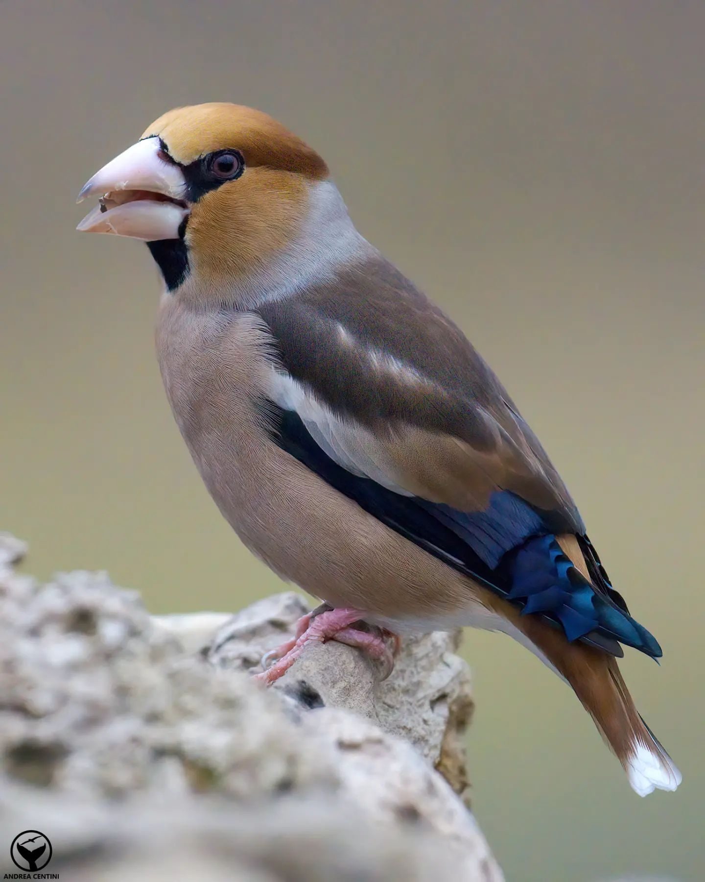 Frosone. Credit: Andrea Centini