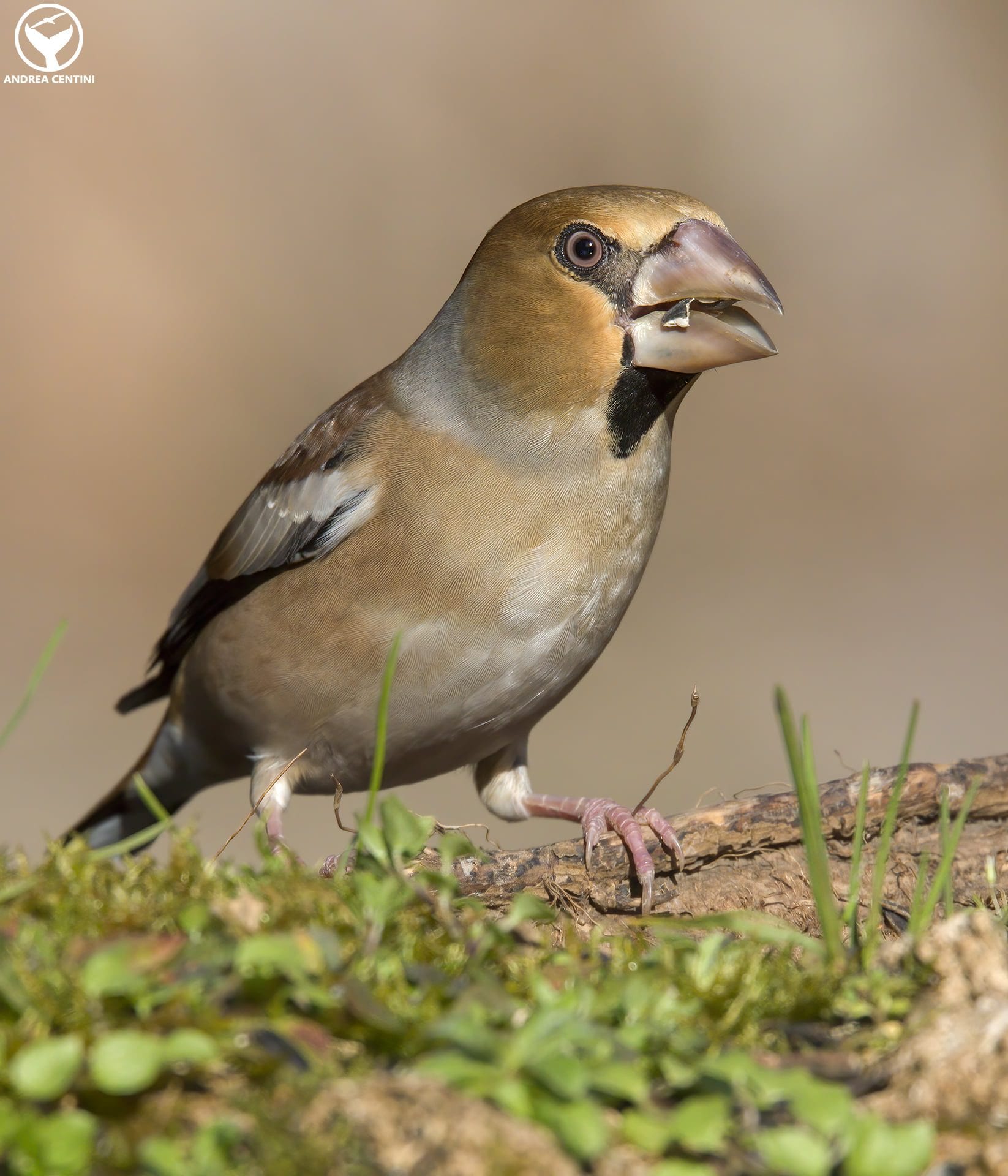 Frosone. Credit: Andrea Centini