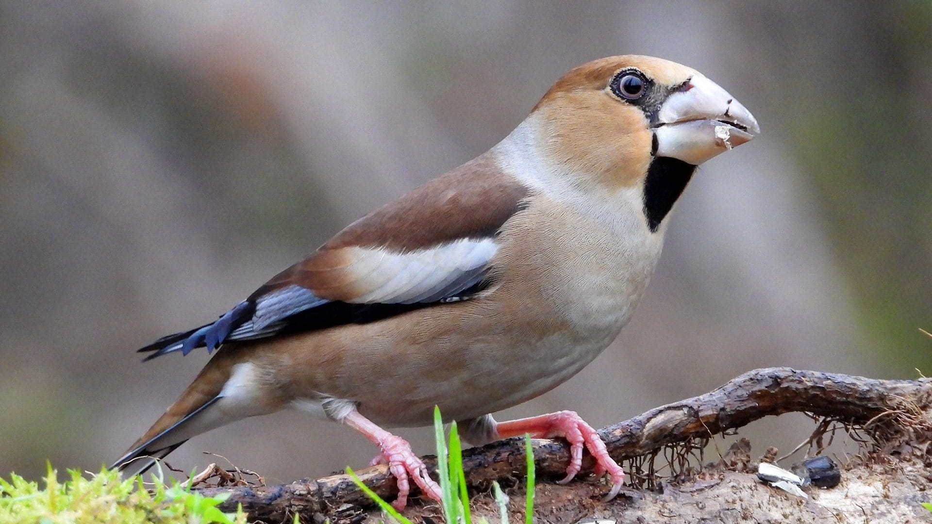 Le foto del frosone, uno splendido passeriforme gigante dal becco fortissimo: dove vederlo in Italia