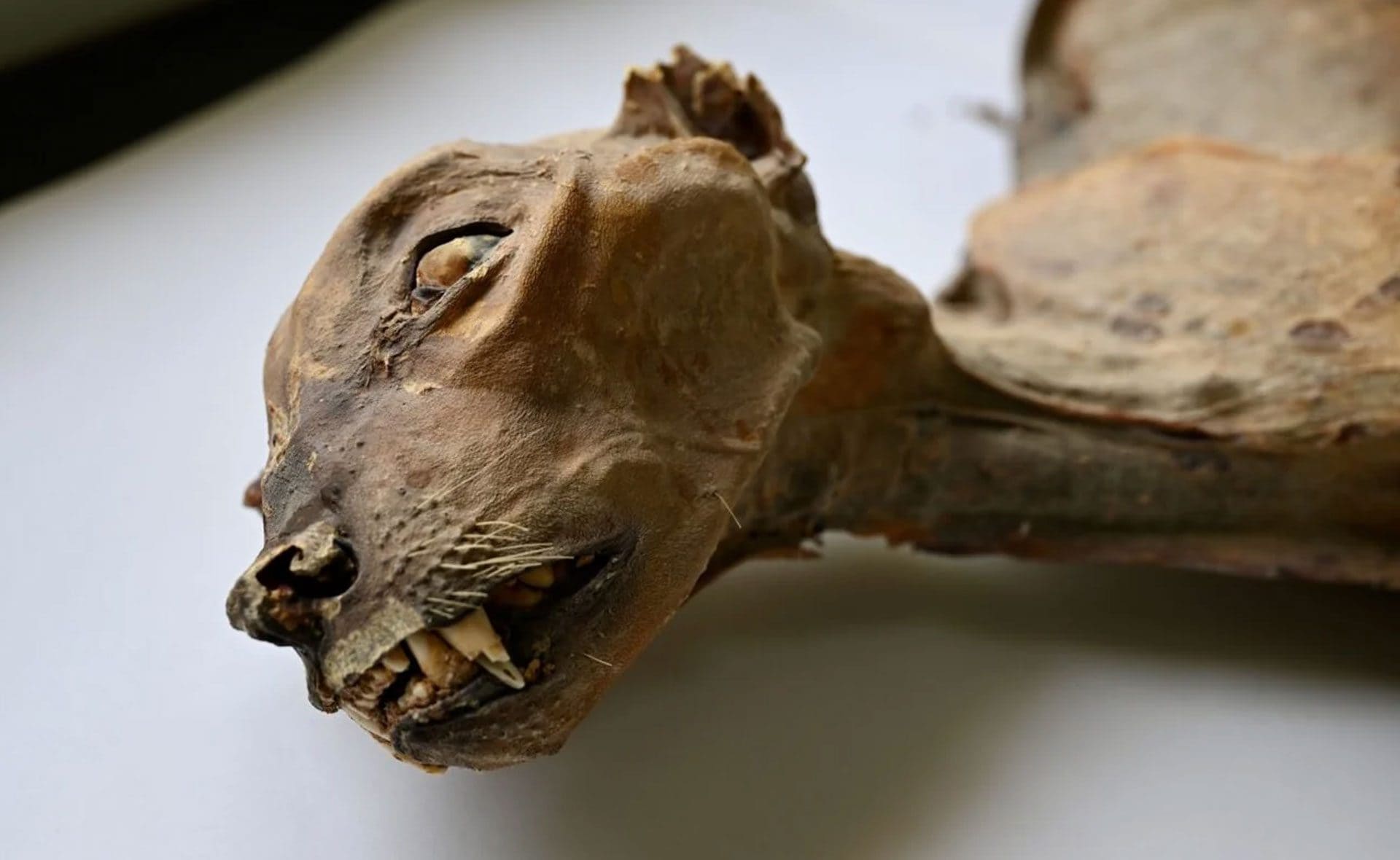 Ghepardi mummificati in Arabia Saudita: la scoperta che può portare alla reintroduzione della specie