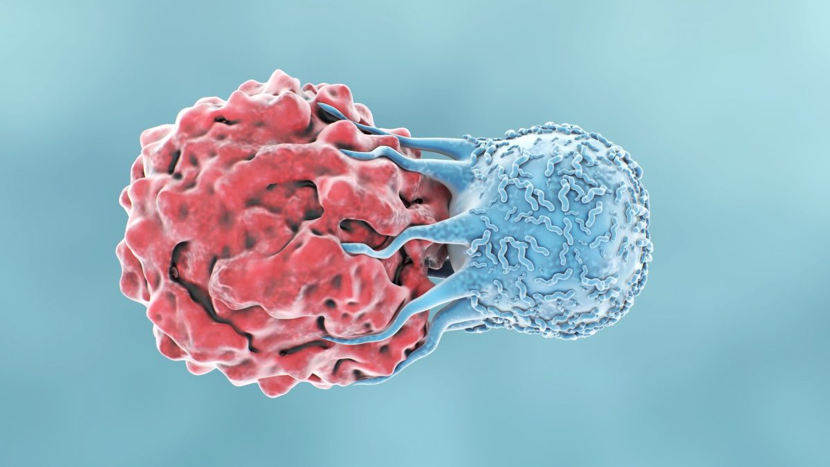 Illustrazione di una cellula T del sistema immunitario che attacca una cellula tumorale / iStock