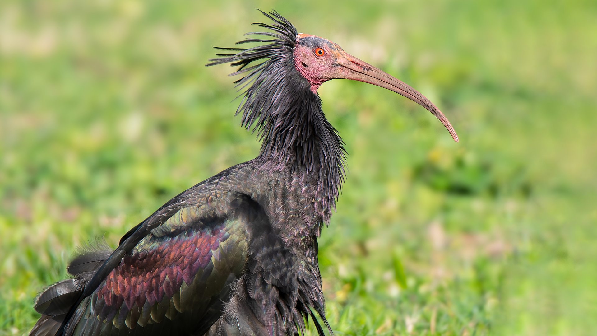 Le foto di Eros e Silvano, i rari ibis eremita che hanno scelto la provincia di Roma per l'inverno