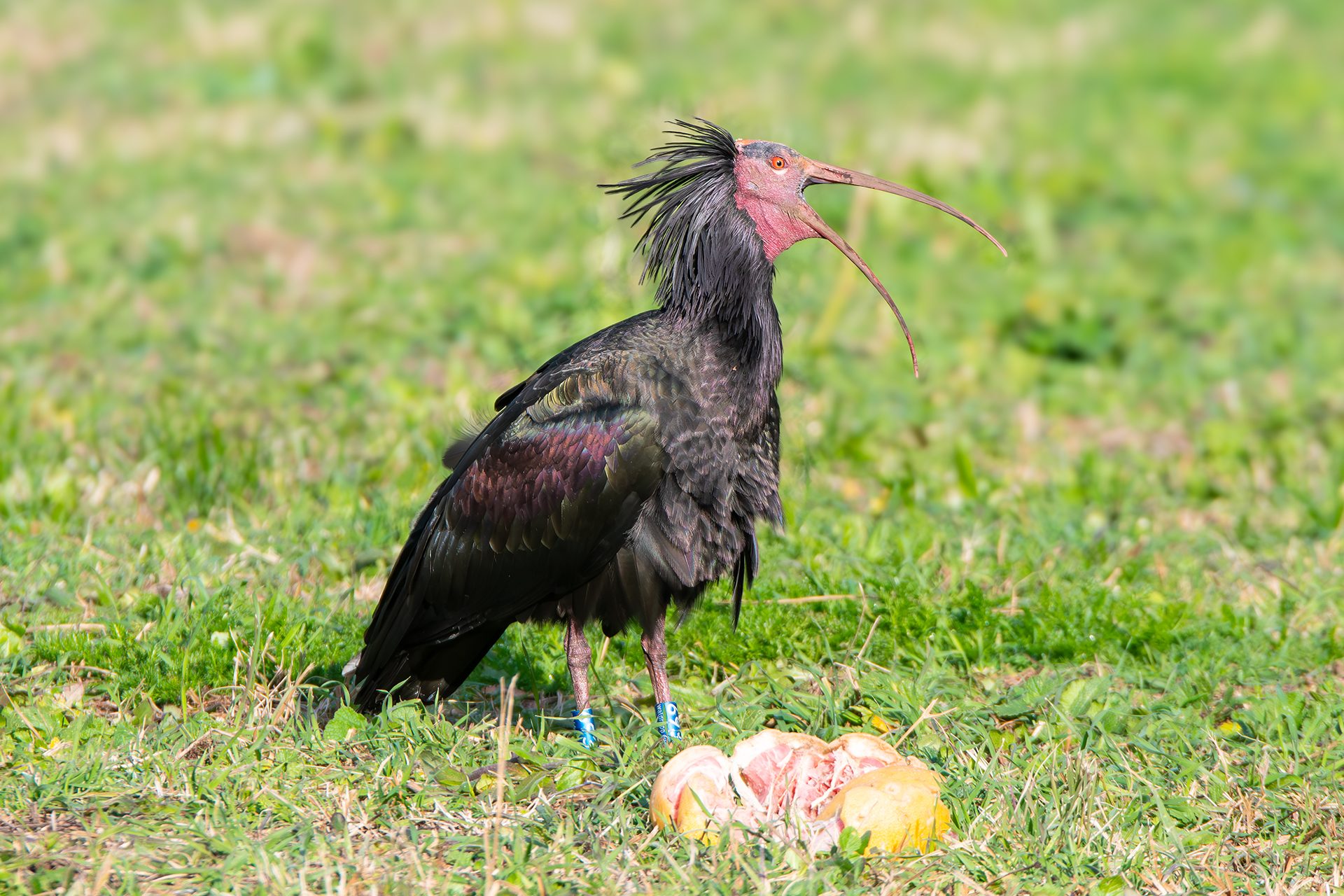 L’ibis eremita Silvano col becco aperto. Credit: Andrea Centini
