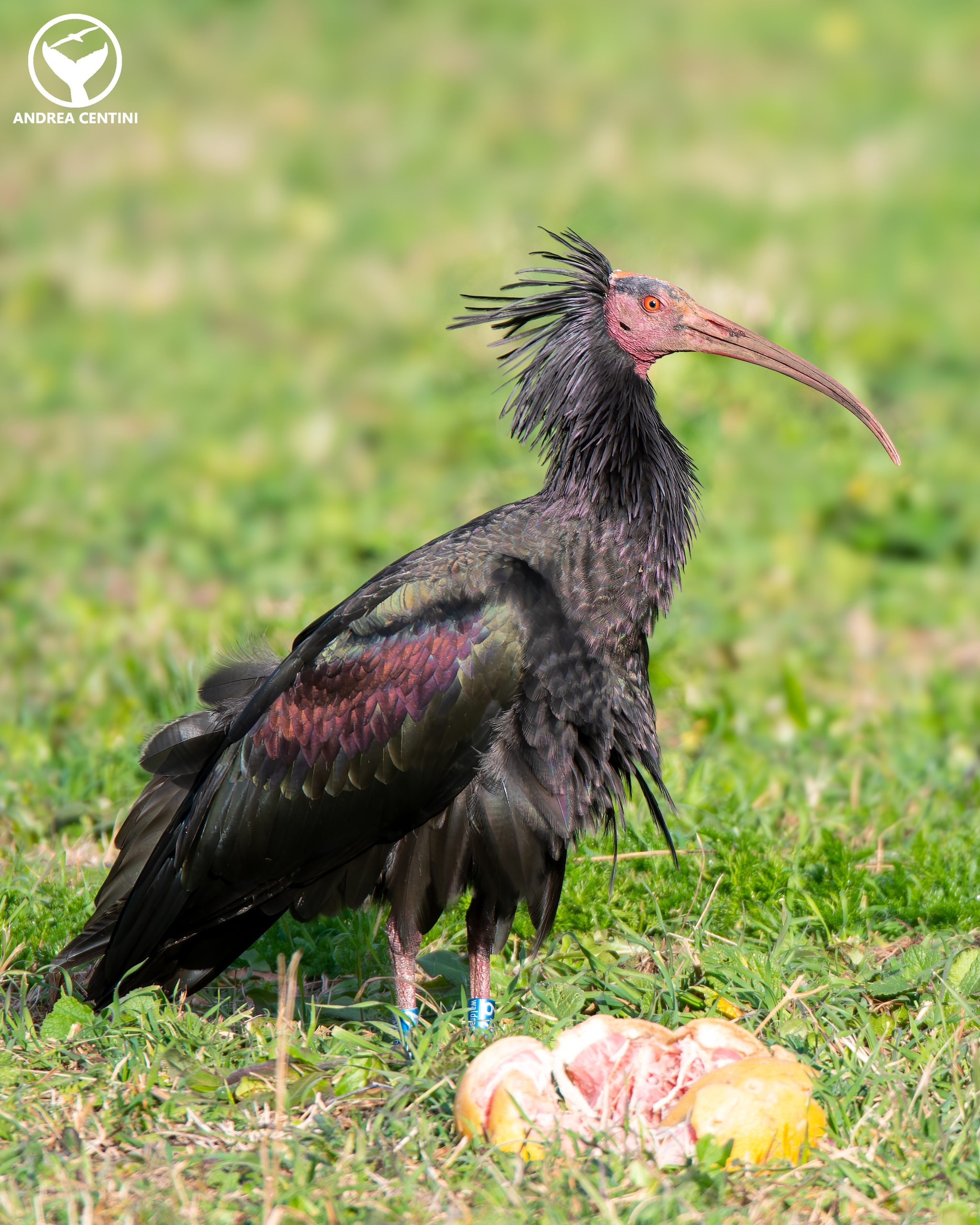 L’ibis eremita Silvano. Credit: Andrea Centini