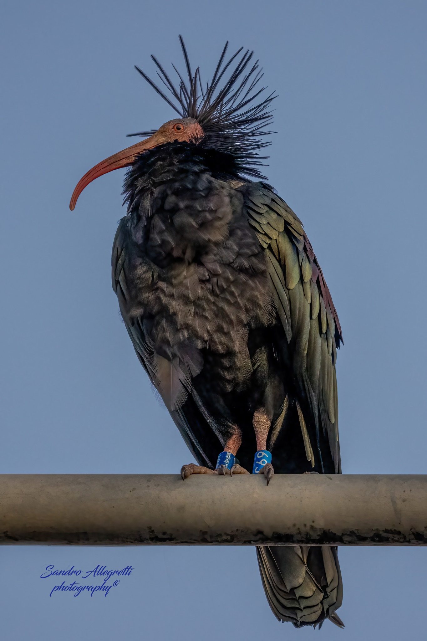 L’ibis eremita Silvano. Credit: Sandro Allegretti