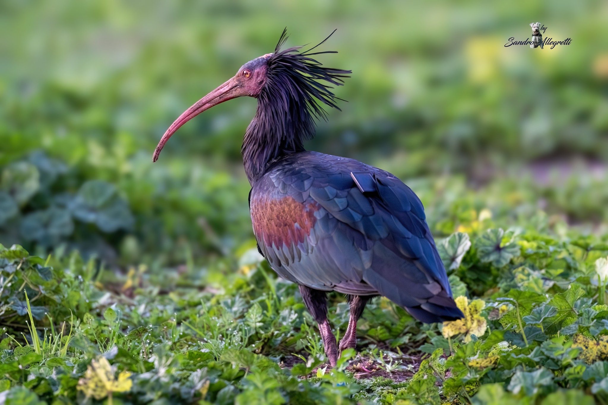 L’ibis eremita Silvano. Credit: Sandro Allegretti