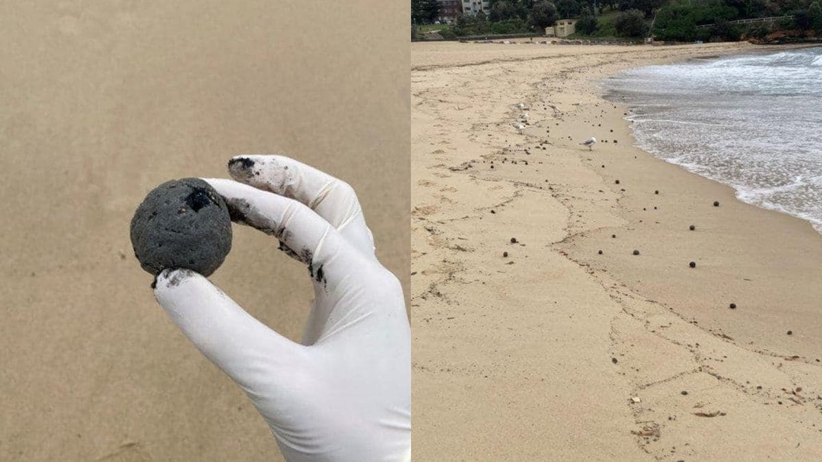 Le "palle di cacca" sulle spiagge di Sydney. Credit: Consiglio comunale di Randwick City