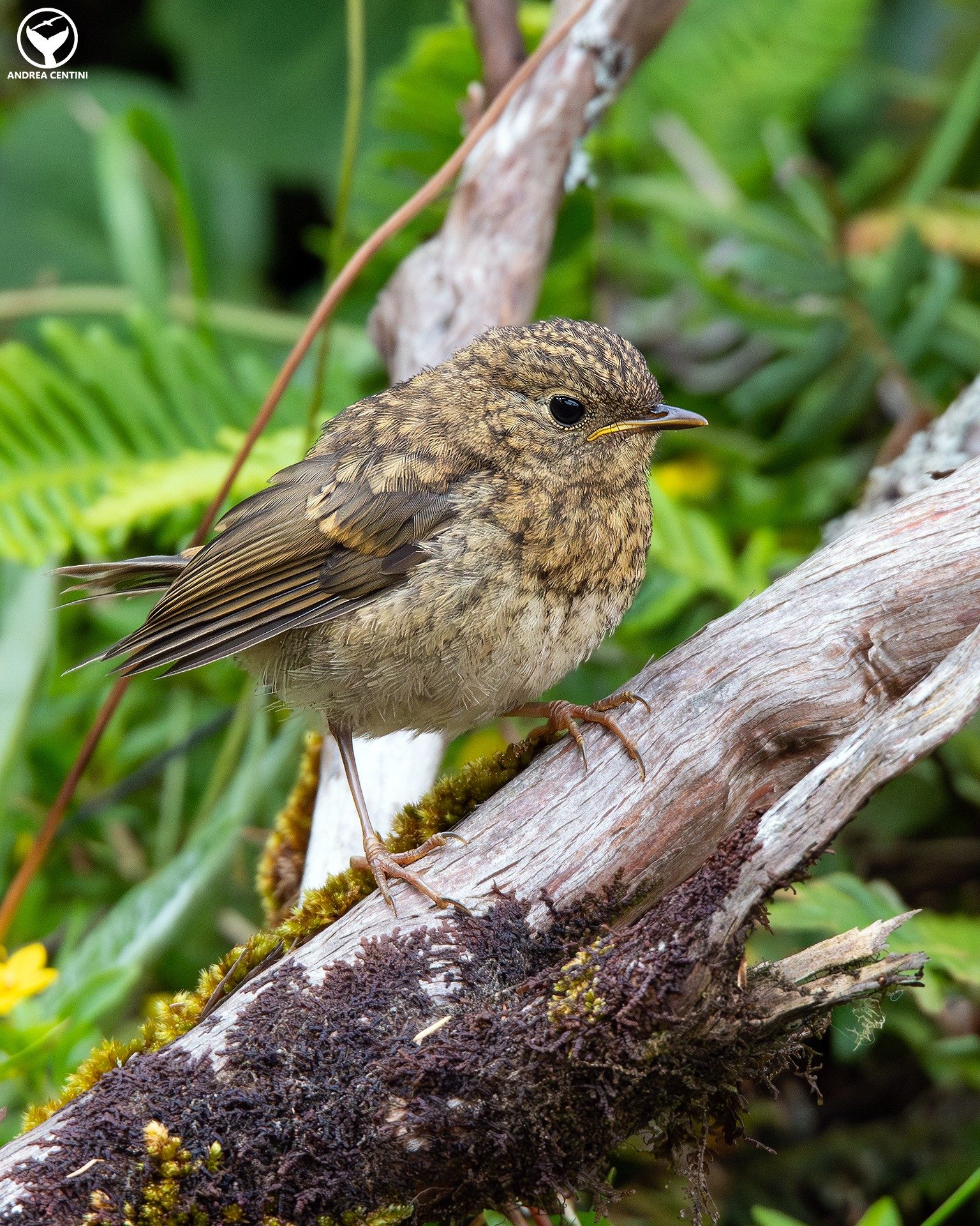 Giovane pettirosso fotografato alle Azzorre, isola di Pico. Credit: Andrea Centini