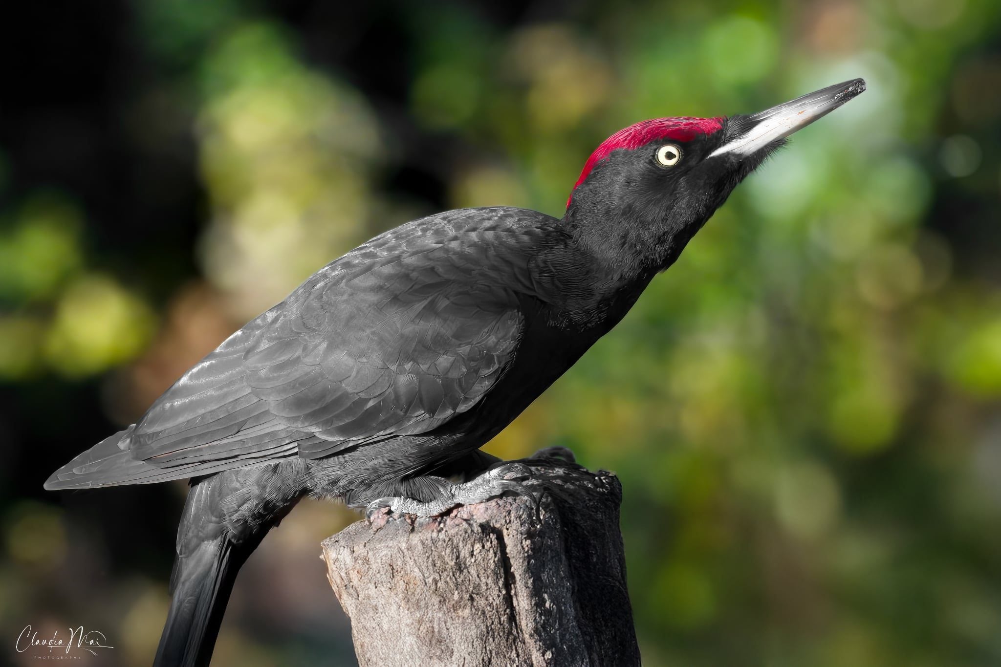 Picchio nero. Credit: Claudia Mai