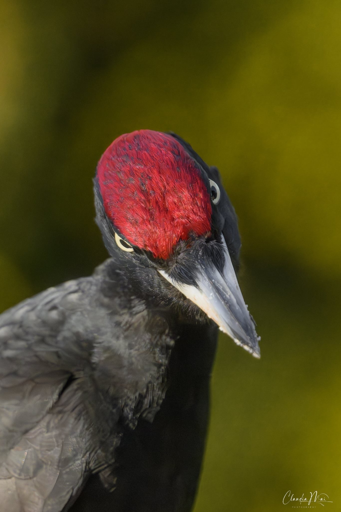 Picchio nero. Credit: Claudia Mai