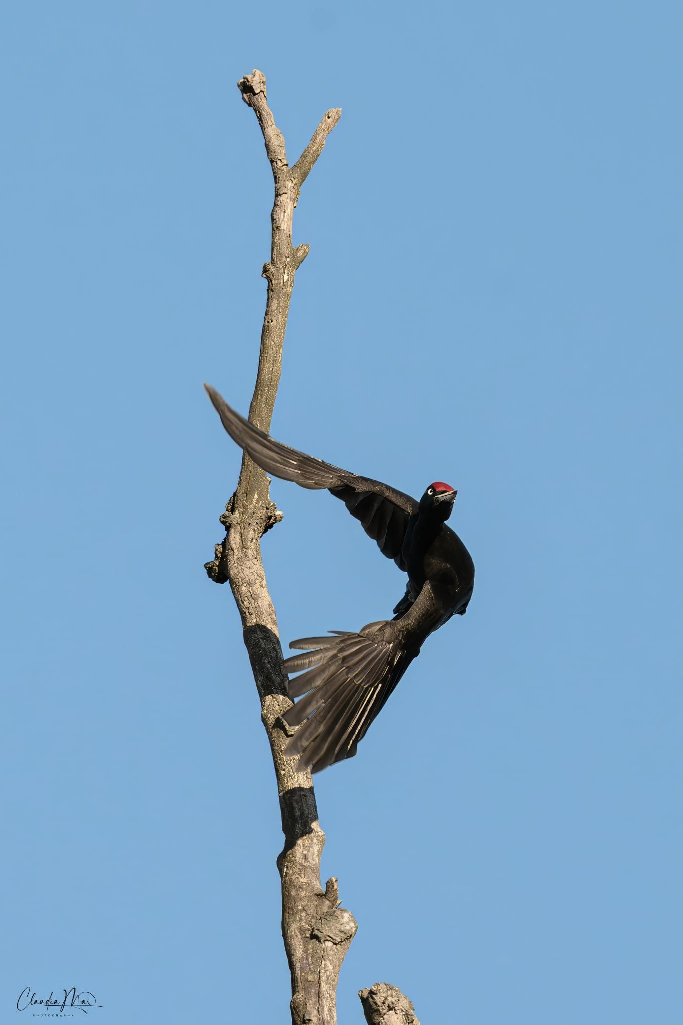 Picchio nero. Credit: Claudia Mai