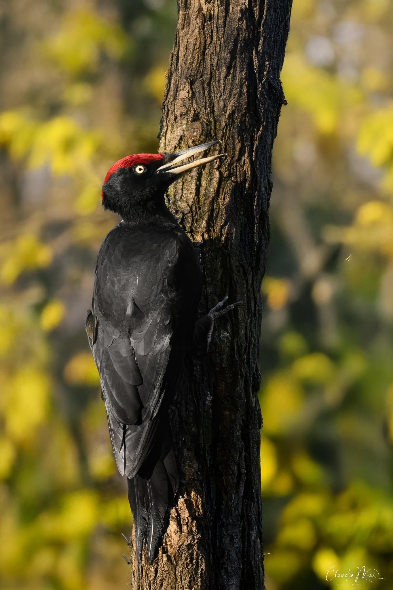 Picchio nero. Credit: Claudia Mai
