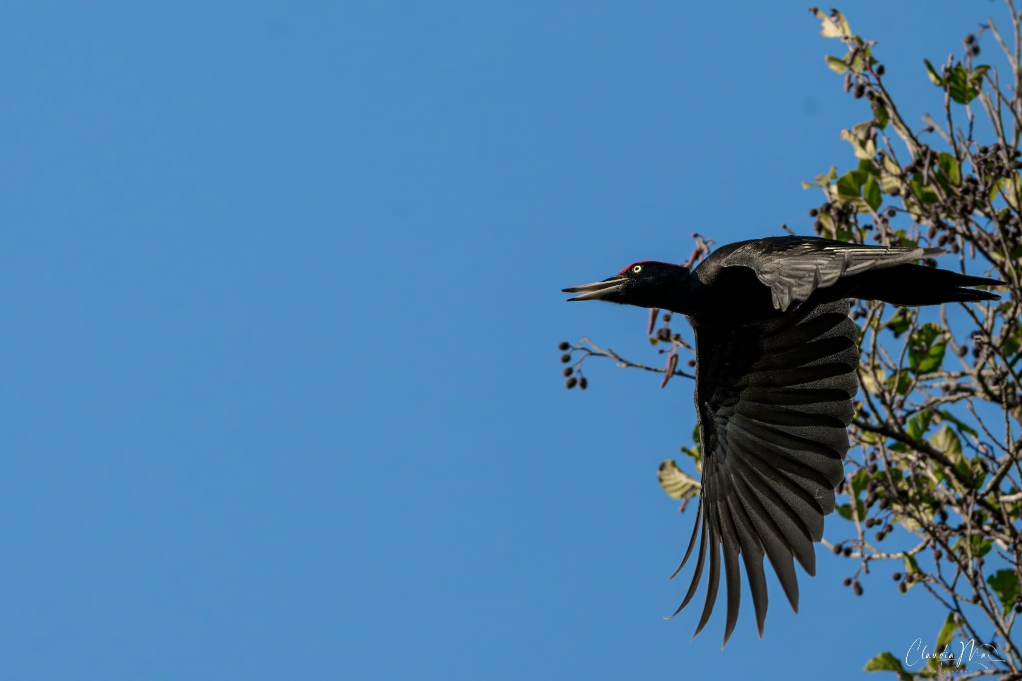 Picchio nero. Credit: Claudia Mai