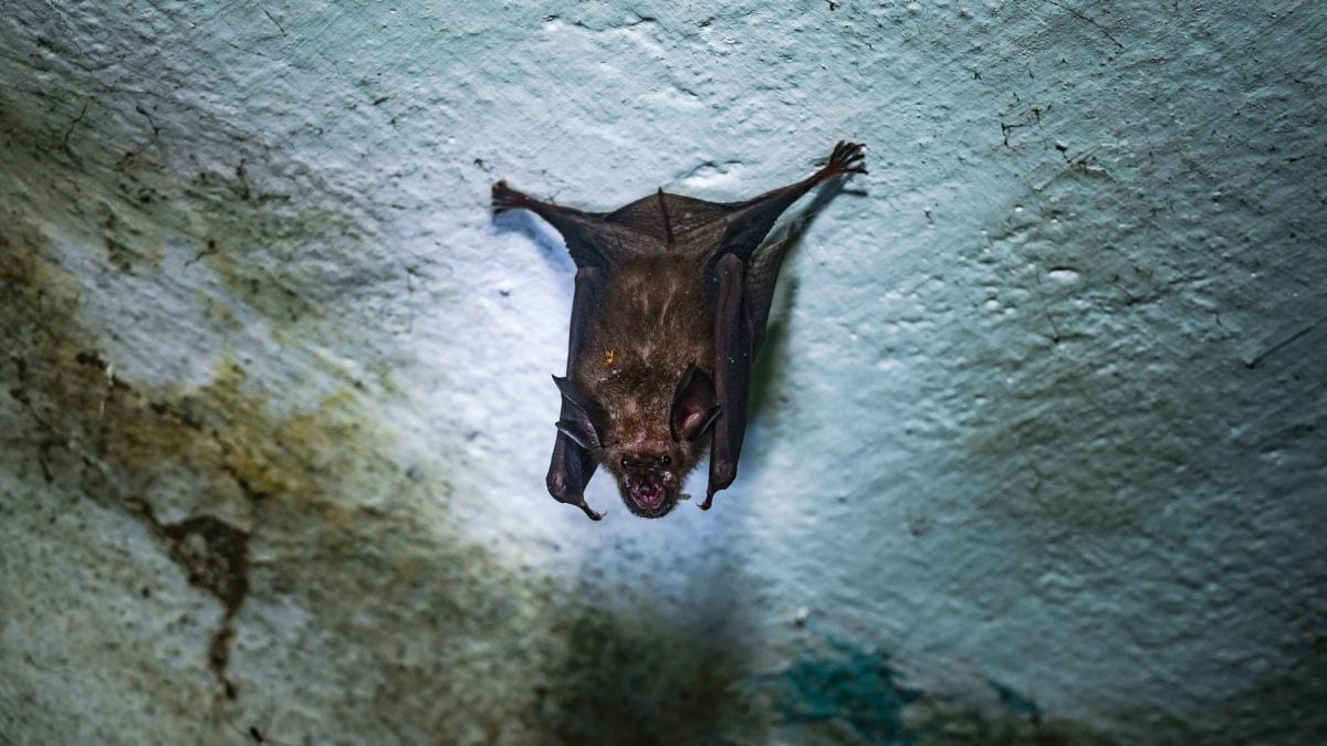 Un pipistrello coinvolto nella trasmissione del virus Nipah. Credit: Getty