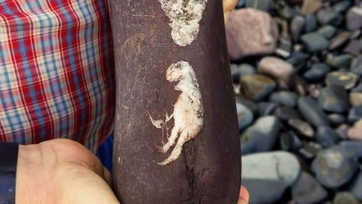 La strana roccia con l’immagine di un piccolo dinosauro. Credit: Stuart Shaw / Dean Lomax / Facebook
