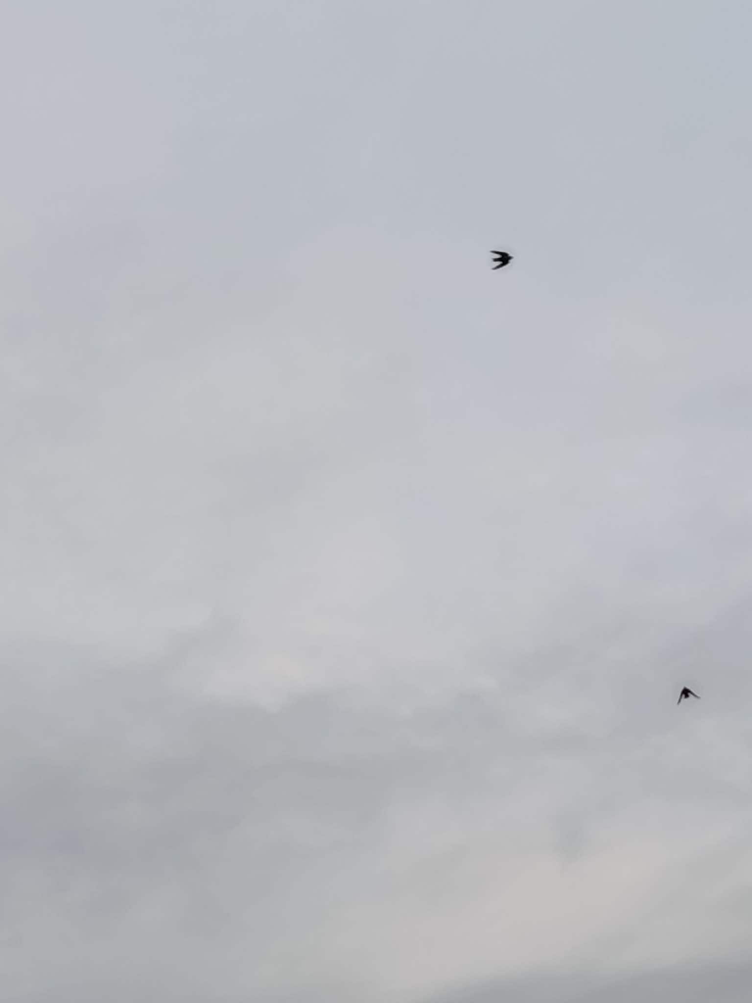 Le rondini montane a Delebio. Credit: Emanuele Barini