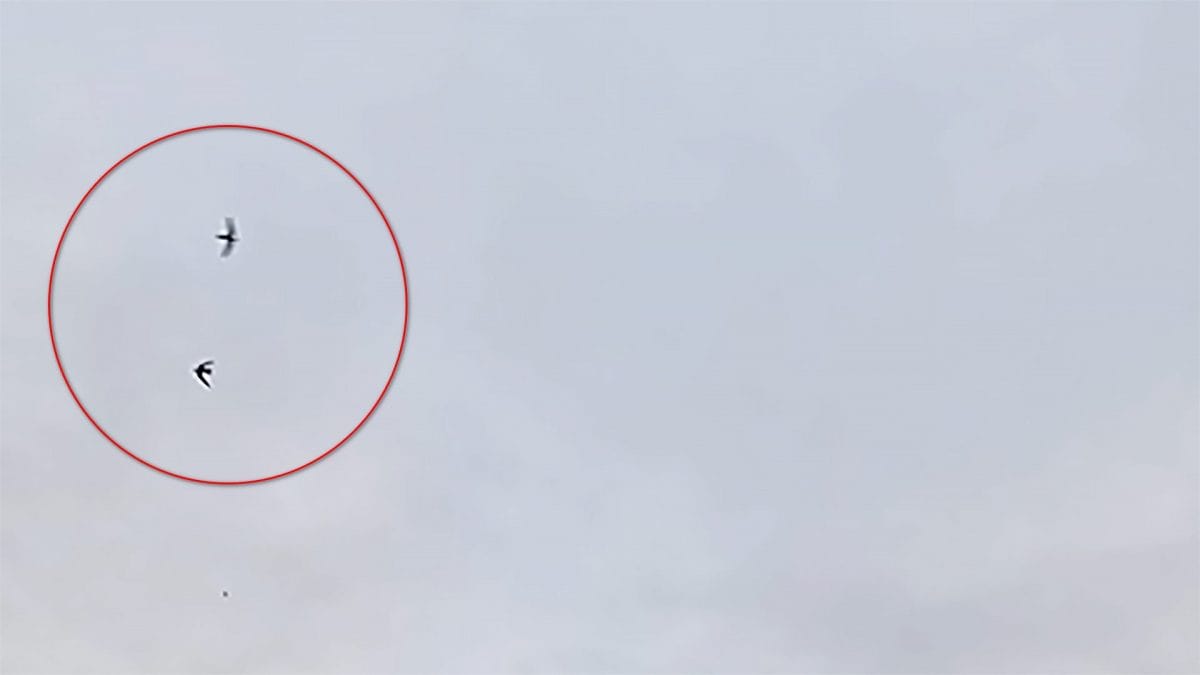 Le rondini avvistate a Delebio. Credit: Emanuele Barini